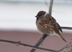 Passer montanus