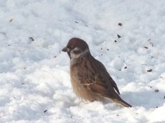 Passer montanus