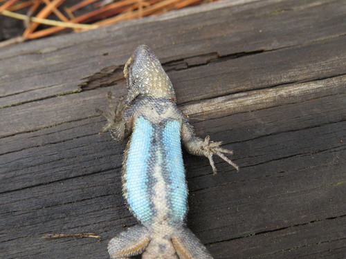 Anahuacan Bunchgrass Lizard