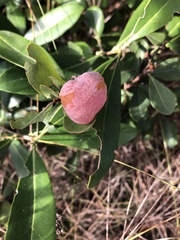 Exobasidium ferrugineae