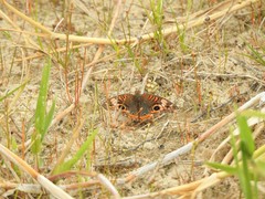 Junonia genoveva