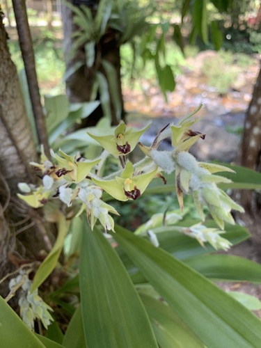 Ribbon Plant (Dendrolirium lasiopetalum)