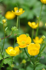 Ranunculus repens
