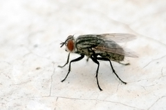 Diptera