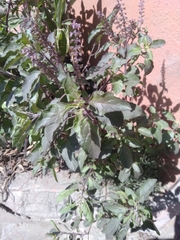 Ocimum tenuiflorum