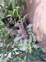 Ocimum tenuiflorum