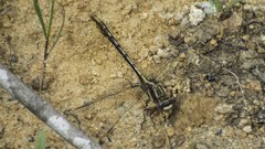 Phanogomphus exilis
