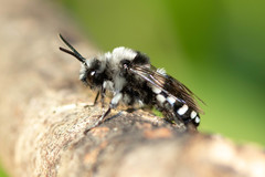 Melecta luctuosa
