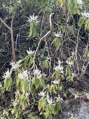 Colebrookea oppositifolia