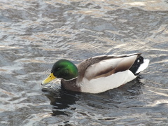 Anas platyrhynchos
