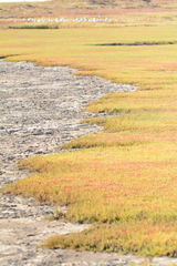 Salicornia tegetaria