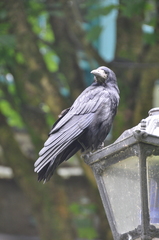Corvus frugilegus