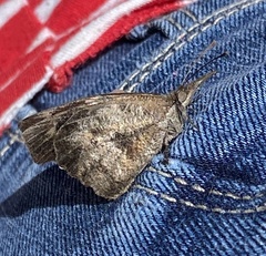 Libytheana carinenta
