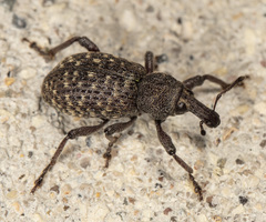 Hylobius warreni