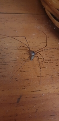 Scytodes globula