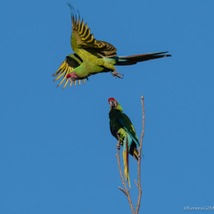 Military Macaw photo 4