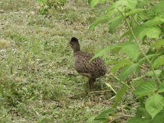 Nothoprocta pentlandii