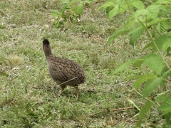 Nothoprocta pentlandii