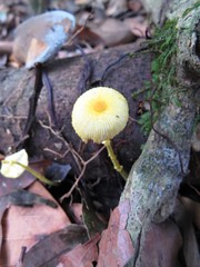Leucocoprinus brunneoluteus