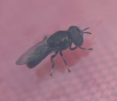 Trichopsomyia banksi
