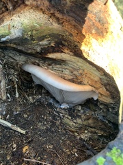 Pleurotus ostreatus