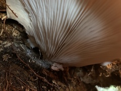 Pleurotus ostreatus