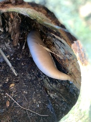 Pleurotus ostreatus