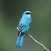 Verditer Flycatcher - Photo (c) CheongWeei Gan, some rights reserved (CC BY), uploaded by CheongWeei Gan