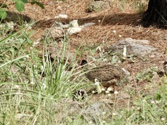 Nothoprocta pentlandii
