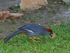 Pterorhinus mitratus