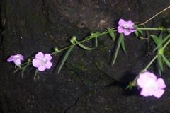 Agalinis linifolia