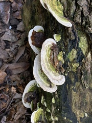 Trametes gibbosa