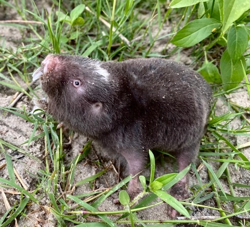 Damara Molerat (Fukomys damarensis)