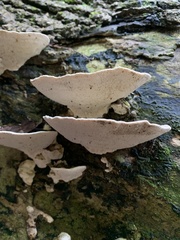 Trametes gibbosa
