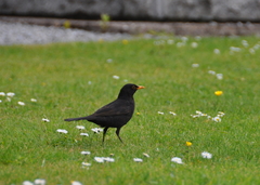 Turdus merula