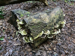 Trametes gibbosa