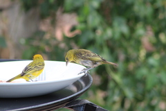 Ploceus intermedius cabanisii