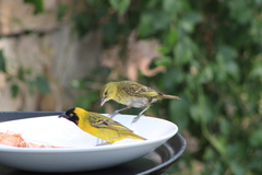 Ploceus intermedius cabanisii