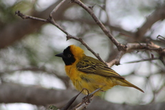 Ploceus intermedius cabanisii