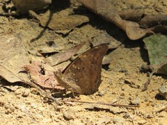 Historis acheronta
