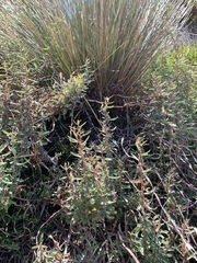 Atriplex paludosa paludosa