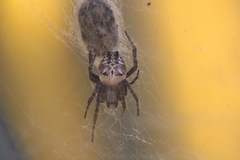 Cyrtophora citricola