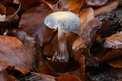 Fungi