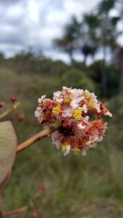 Byrsonima umbellata