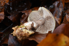 Fungi