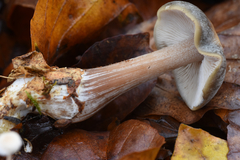 Fungi