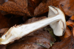 Fungi