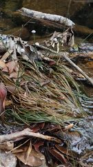 Eriocaulon tonkinense