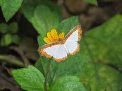 Nymphidium caricae