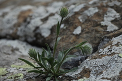 Erigeron caucasicus venustus